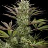 Dinafem deep cheese Samen – Bild 2