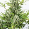 Dinafem critical cheese autoflowering Samen