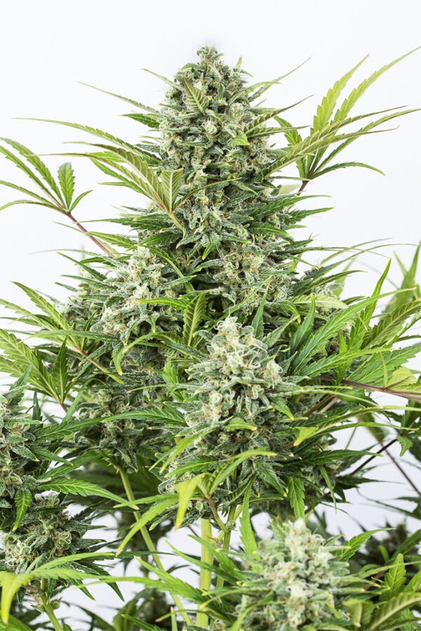 Dinafem critical cheese autoflowering Samen