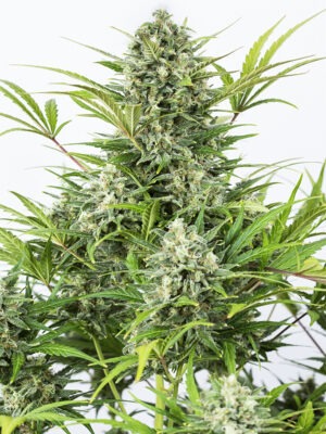 Dinafem Critical Cheese Auto 10 Stk feminisiert Dinafem Critical Cheese Auto 3 Stk feminisiert