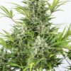 Dinafem critical cheese autoflowering Samen – Bild 2