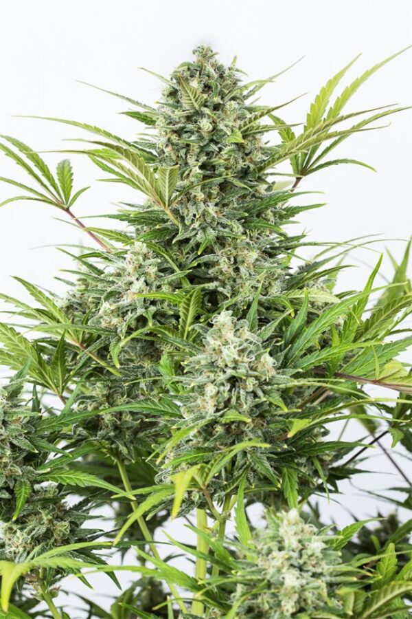 Dinafem critical cheese autoflowering Samen – Bild 2