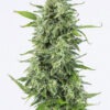 Dinafem og kush autoflowering Samen