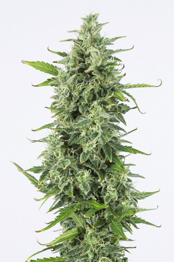 Dinafem og kush autoflowering Samen