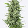 Dinafem og kush autoflowering Samen – Bild 2