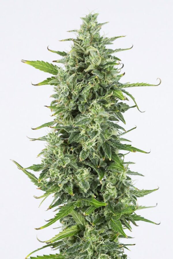 Dinafem og kush autoflowering Samen – Bild 2