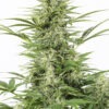 Dinafem dinamex autoflowering Samen
