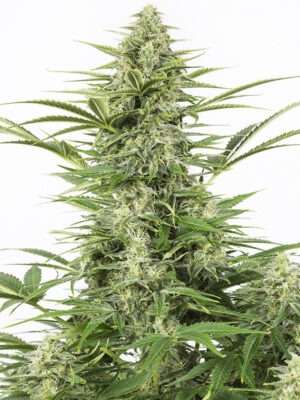 Dinafem dinamex autoflowering Samen