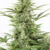 Dinafem dinamex autoflowering Samen – Bild 2