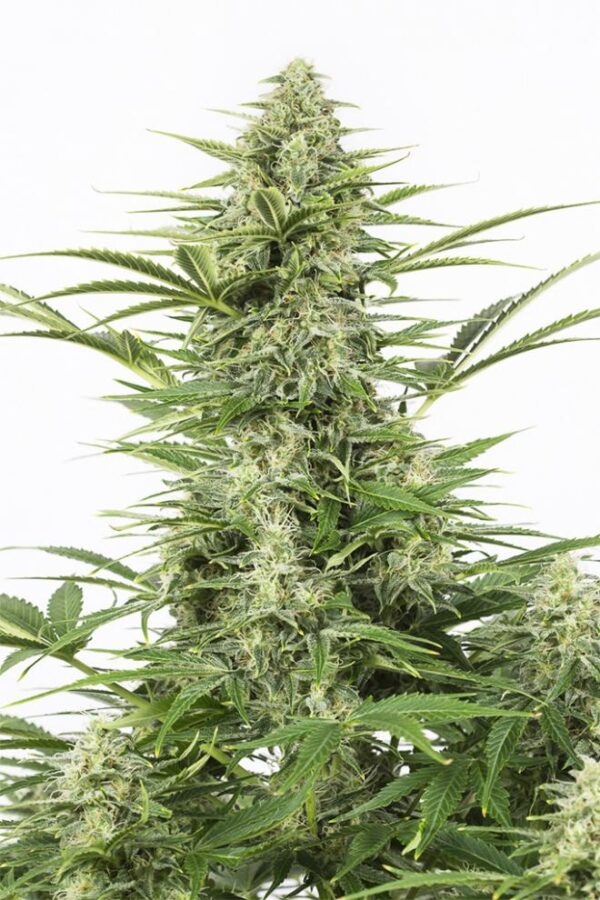 Dinafem dinamex autoflowering Samen – Bild 2