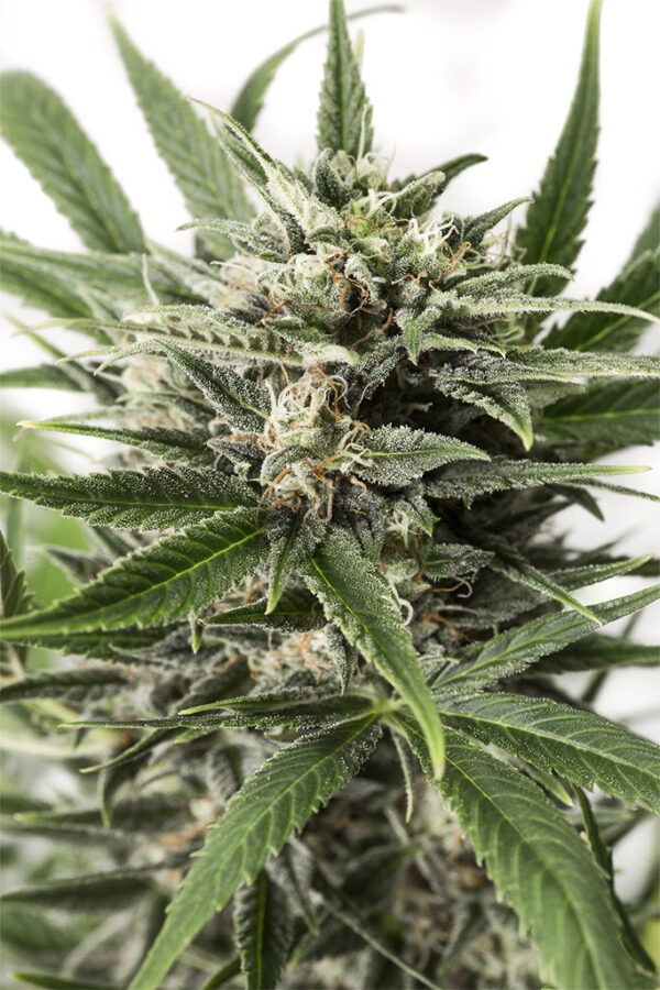 Dinafem blue amnesia xxl autoflowering Samen