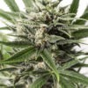 Dinafem Blue Amnesia XXL Auto 10 Stk feminisiert