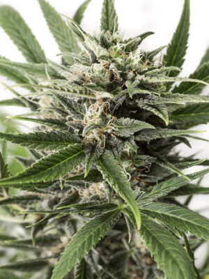 Dinafem Blue Amnesia XXL Auto 10 Stk feminisiert