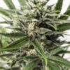Dinafem blue amnesia xxl autoflowering Samen – Bild 2