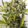 Dinafem Blue Critical Auto 3 Stk feminisiert