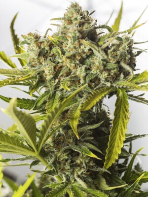 Dinafem Blue Critical Auto 3 Stk feminisiert
