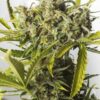 Dinafem blue critical autoflowering Samen – Bild 2