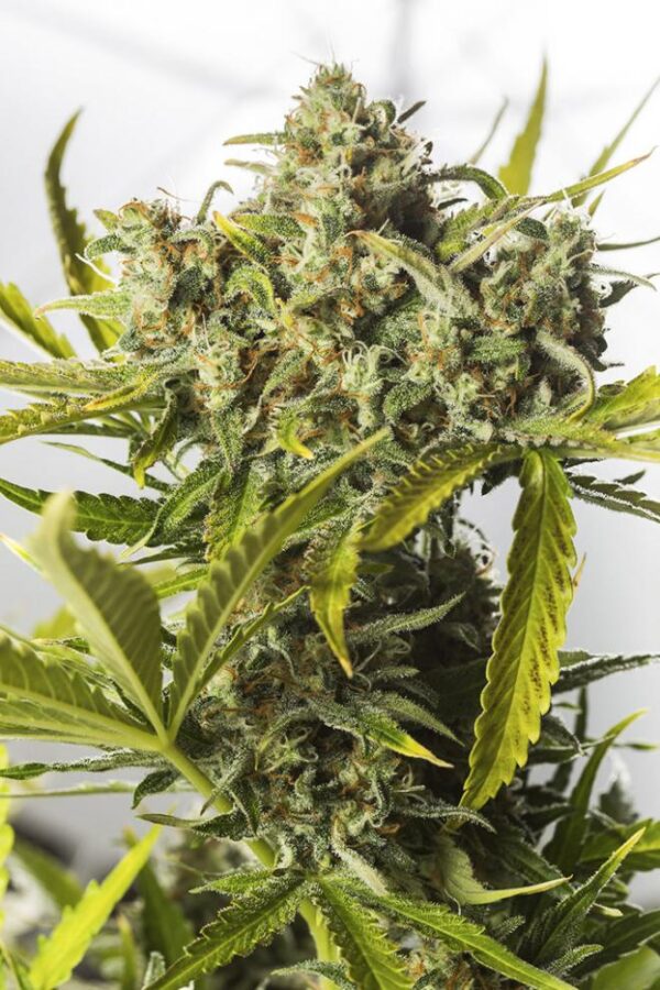 Dinafem blue critical autoflowering Samen – Bild 2