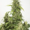 Dinafem haze xxl autoflowering Samen