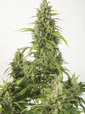 Dinafem haze xxl autoflowering Samen Dinafem haze xxl autoflowering Samen