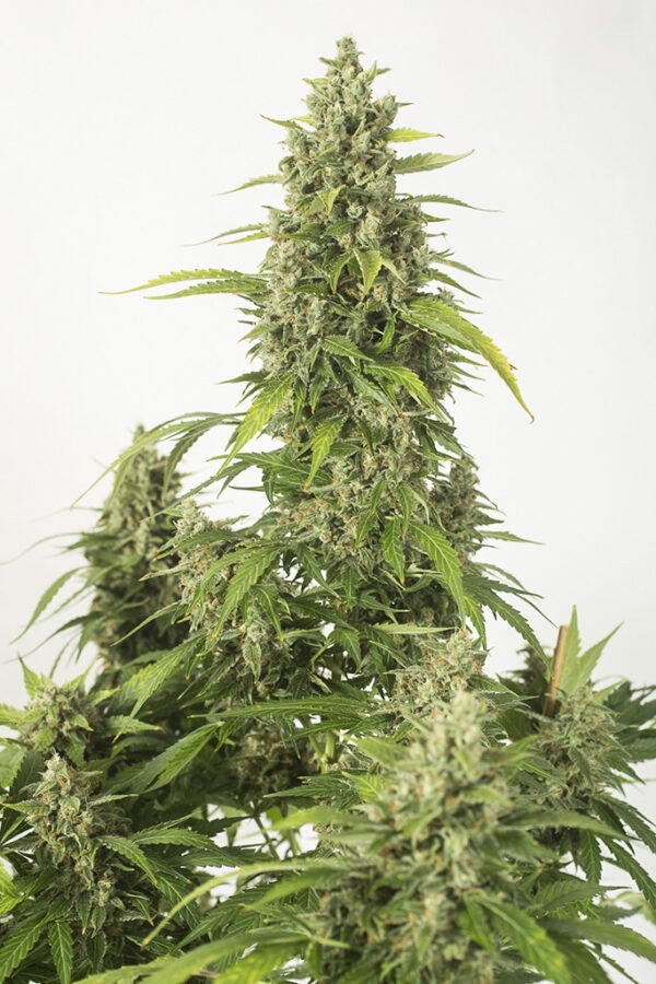 Dinafem haze xxl autoflowering Samen