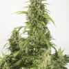 Dinafem haze xxl autoflowering Samen – Bild 2