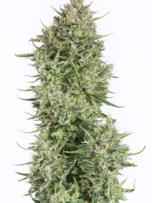 Dinafem Blue Kush Auto 3 Stk feminisiert