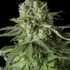 Dinafem moby dick cbd Samen