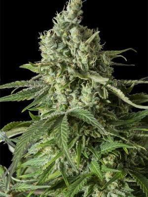 Dinafem moby dick cbd Samen Dinafem moby dick cbd Samen