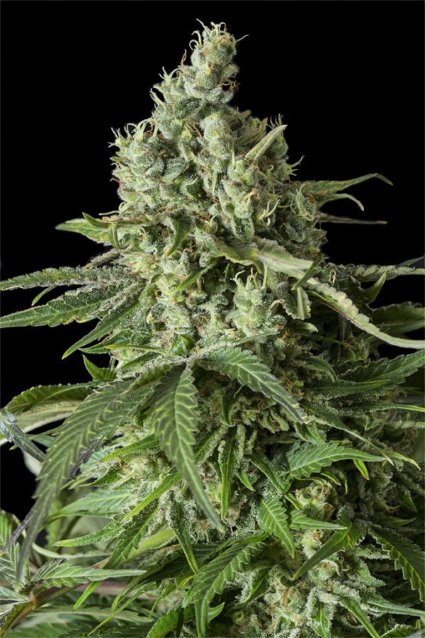 Dinafem moby dick cbd Samen
