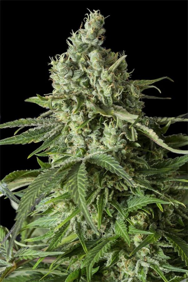 Dinafem moby dick cbd Samen – Bild 2