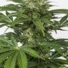 Dinafem haze autoflowering cbd Samen