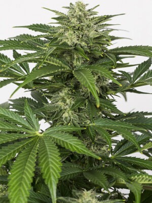 Dinafem haze autoflowering cbd Samen Dinafem haze autoflowering cbd Samen