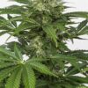 Dinafem haze autoflowering cbd Samen – Bild 2