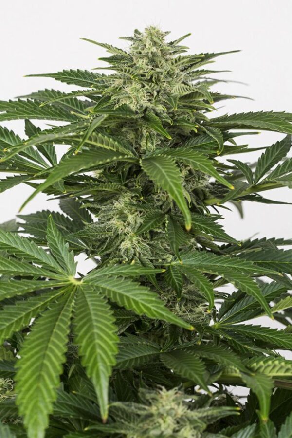 Dinafem haze autoflowering cbd Samen – Bild 2