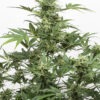 Dinafem industrial plant autoflowering cbd Samen