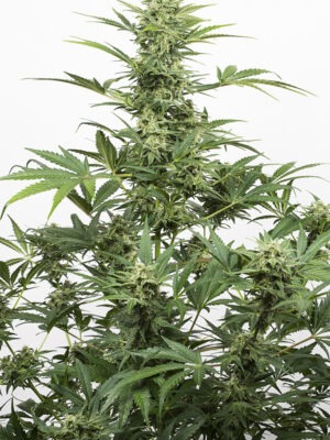 Dinafem industrial plant autoflowering cbd Samen Dinafem industrial plant autoflowering cbd Samen