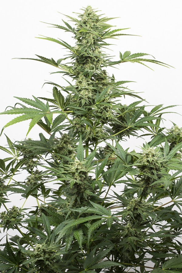 Dinafem industrial plant autoflowering cbd Samen