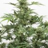 Dinafem industrial plant autoflowering cbd Samen – Bild 3