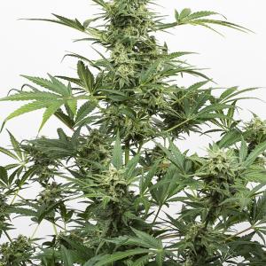 Dinafem industrial plant autoflowering cbd Samen – Bild 3