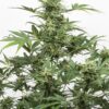 Dinafem industrial plant autoflowering cbd Samen – Bild 2