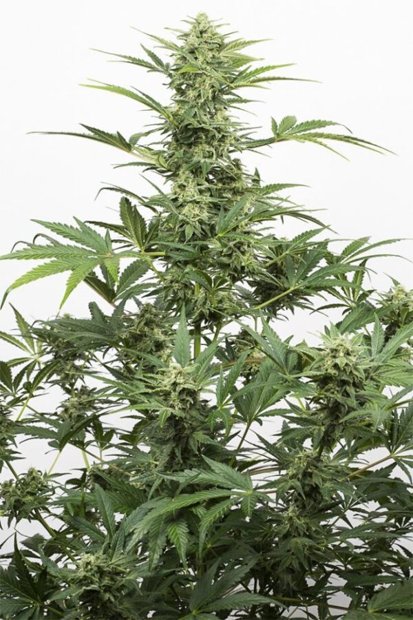 Dinafem industrial plant autoflowering cbd Samen – Bild 2