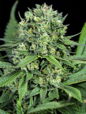 Dinafem Cheese CBD 5 Stk feminisiert