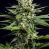 Dinafem og kush cbd Samen