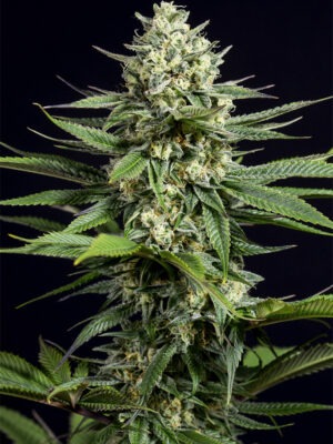Dinafem og kush cbd Samen Dinafem og kush cbd Samen