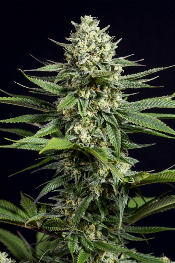Dinafem og kush cbd Samen