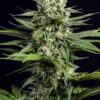 Dinafem og kush cbd Samen – Bild 2