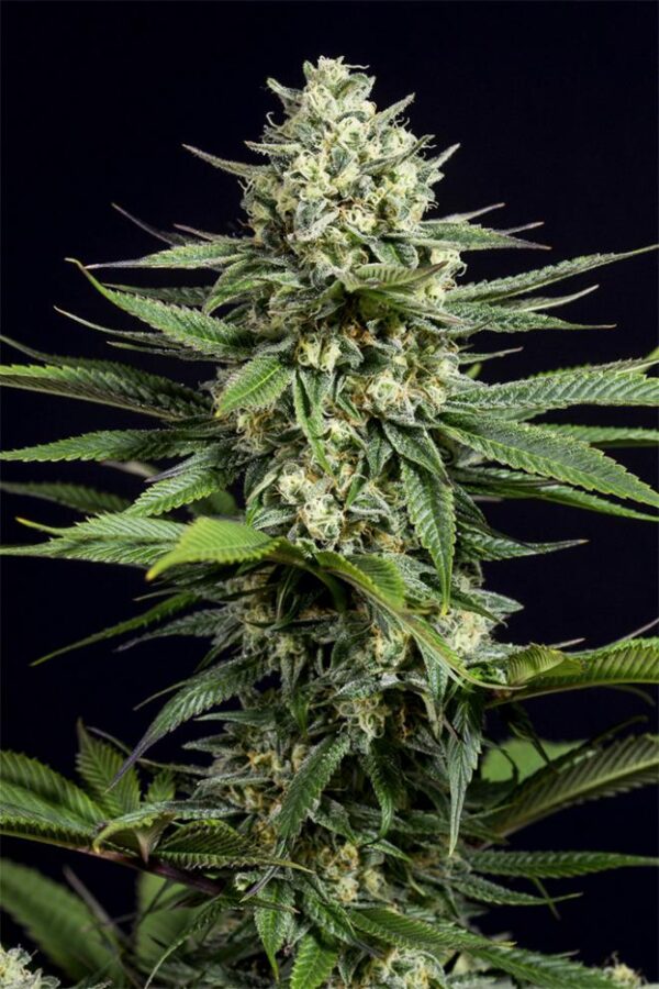 Dinafem og kush cbd Samen – Bild 2