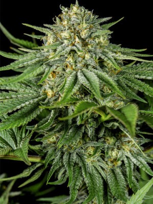 Dinafem Bubba Kush CBD 5 Stk feminisiert