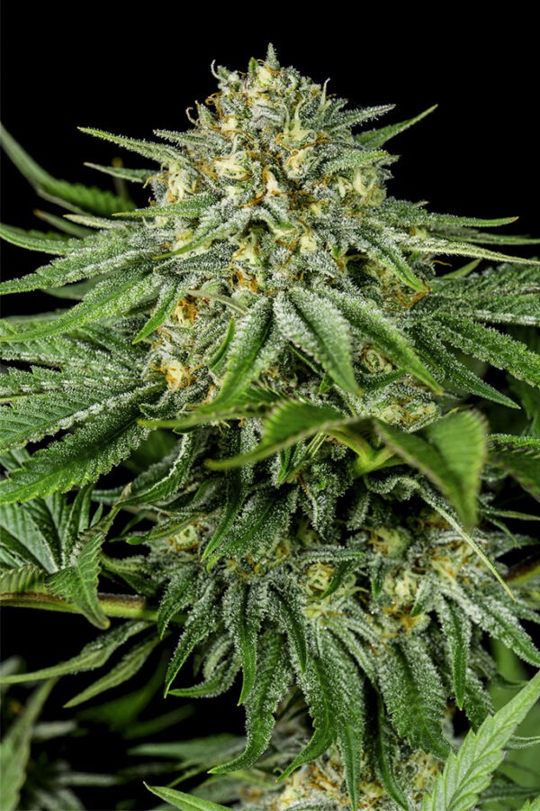 Dinafem Bubba Kush CBD 5 Stk feminisiert